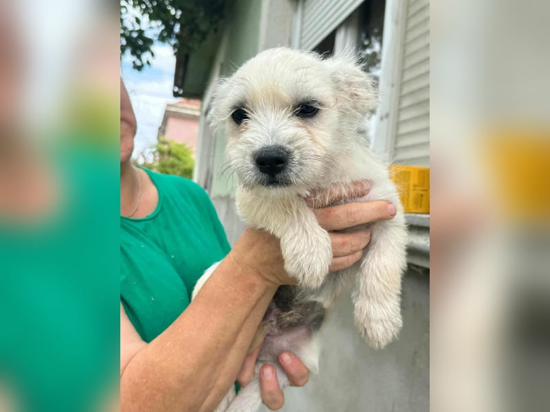 Snoopy, geboren 01.05.2025, 23cm sucht sein Körbchen