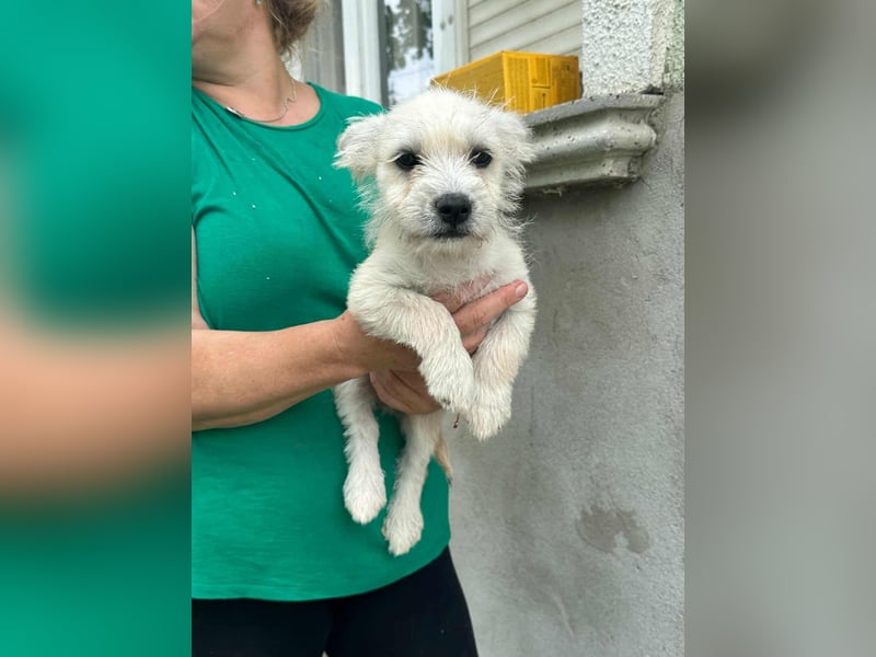 Snoopy, geboren 01.05.2025, 23cm sucht sein Körbchen