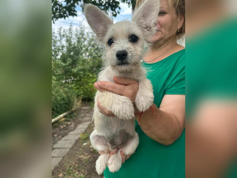 Snoopy, geboren 01.05.2025, 23cm sucht sein Körbchen