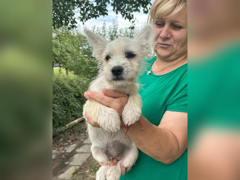 Snoopy, geboren 01.05.2025, 23cm sucht sein Körbchen