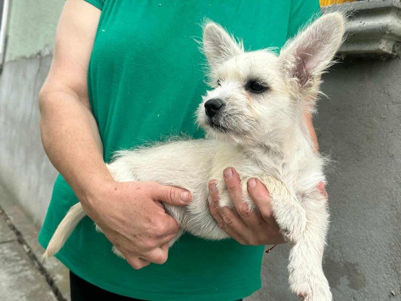 Snoopy, geboren 01.05.2025, 23cm sucht sein Körbchen