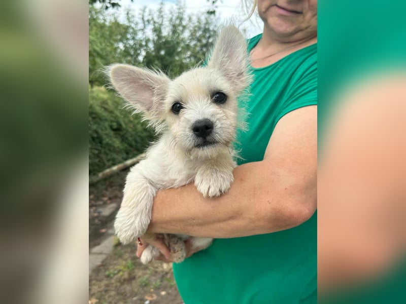 Snoopy, geboren 01.05.2025, 23cm sucht sein Körbchen