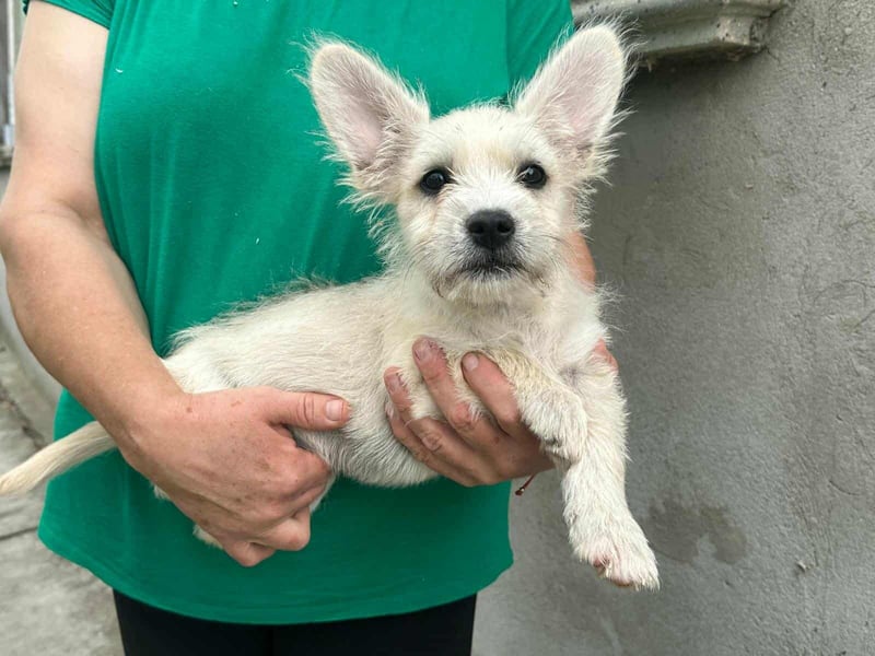 Snoopy, geboren 01.05.2025, 23cm sucht sein Körbchen