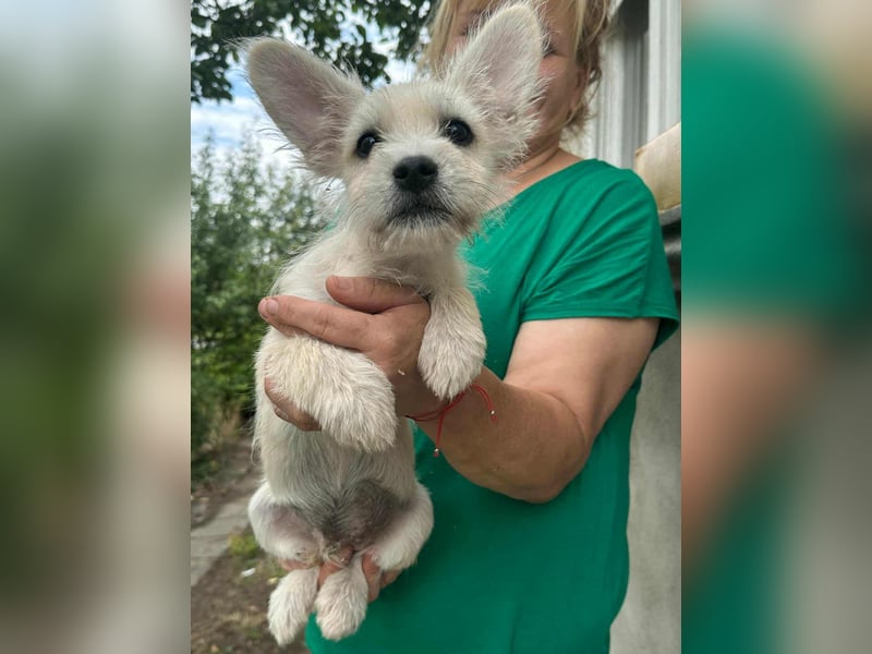 Snoopy, geboren 01.05.2025, 23cm sucht sein Körbchen