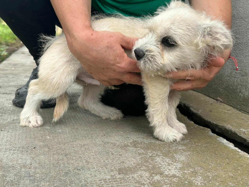 Snoopy, geboren 01.05.2025, 23cm sucht sein Körbchen