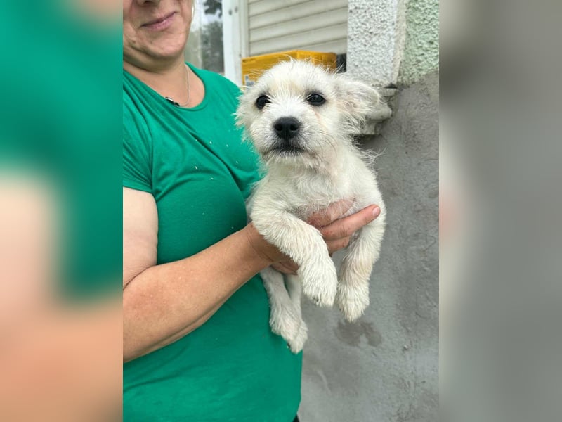 Snoopy, geboren 01.05.2025, 23cm sucht sein Körbchen