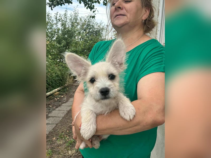 Snoopy, geboren 01.05.2025, 23cm sucht sein Körbchen