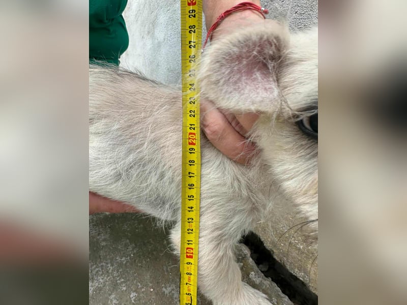 Snoopy, geboren 01.05.2025, 23cm sucht sein Körbchen