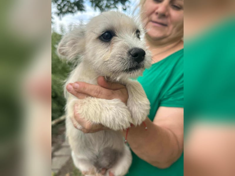 Snoopy, geboren 01.05.2025, 23cm sucht sein Körbchen