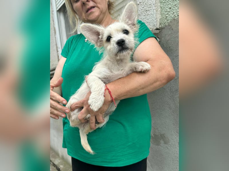Snoopy, geboren 01.05.2025, 23cm sucht sein Körbchen