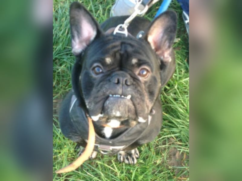 Der liebenswerte Max sucht eine Familie