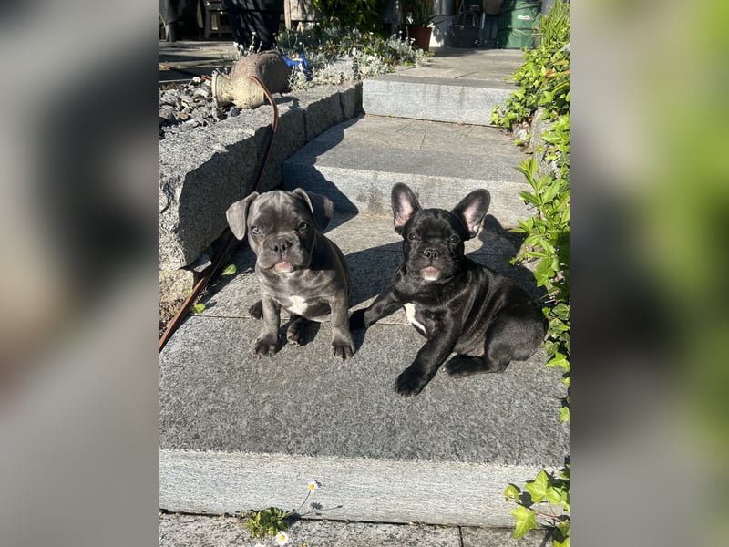 Französische Bulldogge Hündin Ratenzahlung möglicj