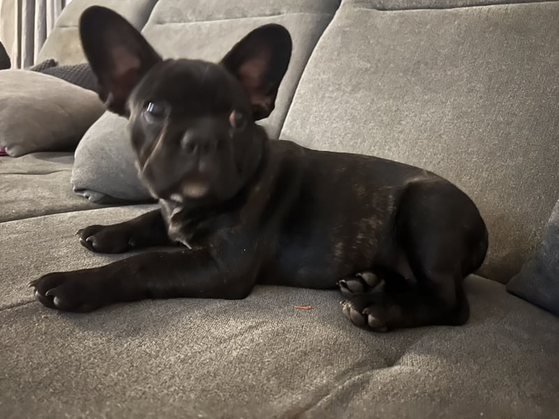 Französische Bulldogge Hündin Ratenzahlung möglicj