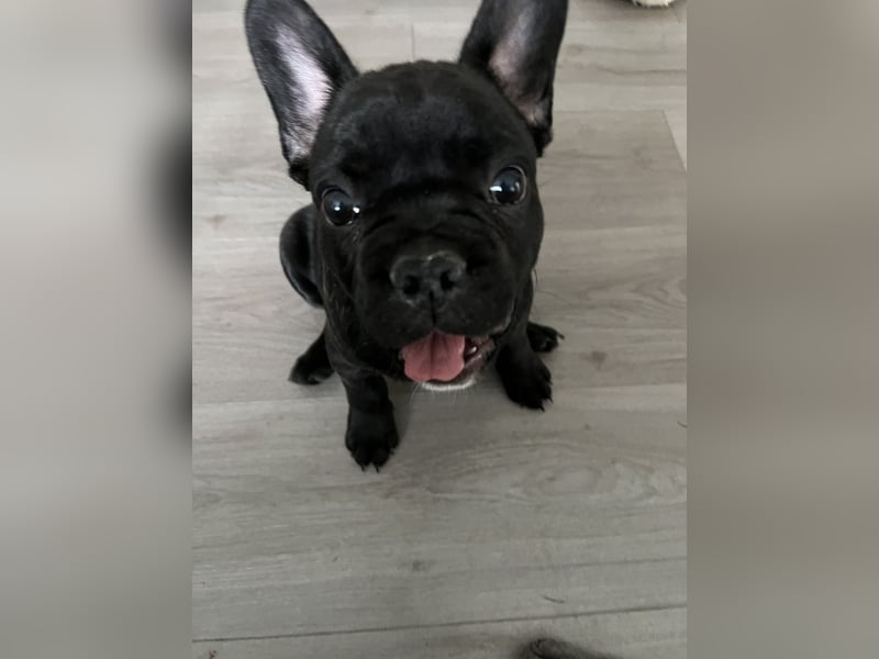Französische Bulldogge Hündin Ratenzahlung möglicj