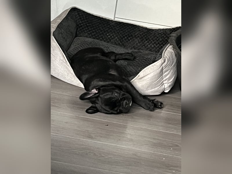 Französische Bulldogge Hündin Ratenzahlung möglicj