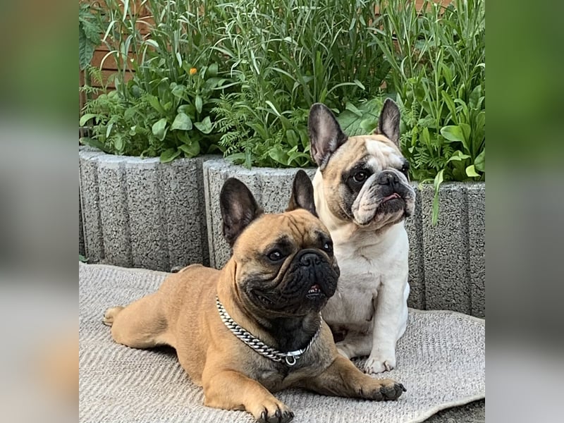 Deckrüde Französische Bulldogge