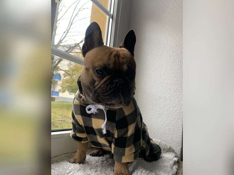 Deckrüde Französische Bulldogge