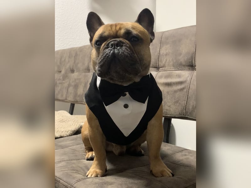 Deckrüde Französische Bulldogge