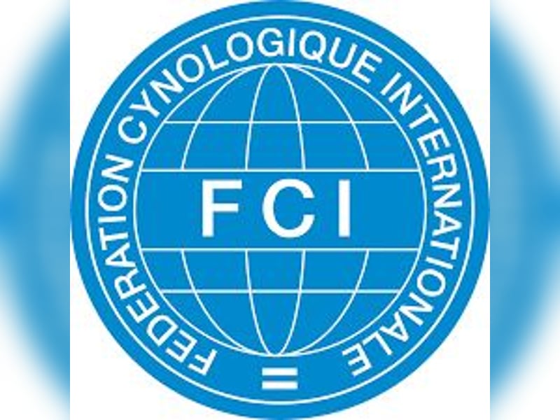 Französische Bulldogge reinrassig FCI (körperlich/genetisch getestet)