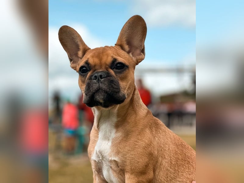 Französische Bulldogge reinrassig FCI (körperlich/genetisch getestet)
