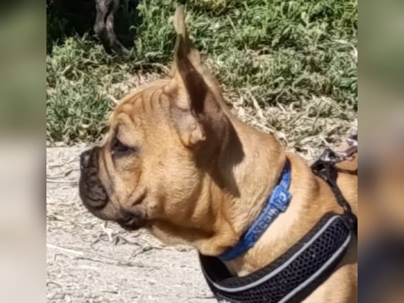 Französische Bulldogge reinrassig FCI (körperlich/genetisch getestet)