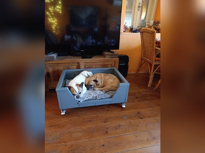 Französische Bulldogge reinrassig FCI (körperlich/genetisch getestet)