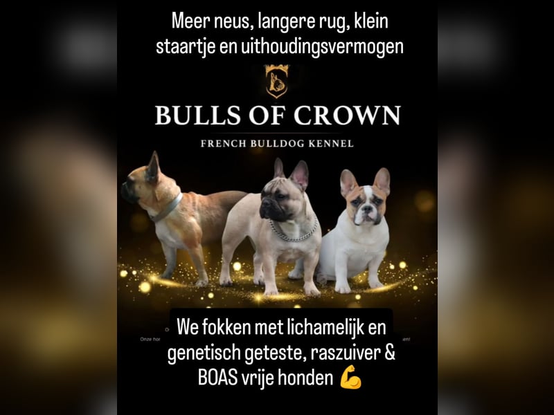 Französische Bulldogge reinrassig FCI (körperlich/genetisch getestet)