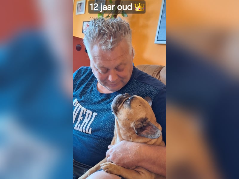 Französische Bulldogge reinrassig FCI (körperlich/genetisch getestet)
