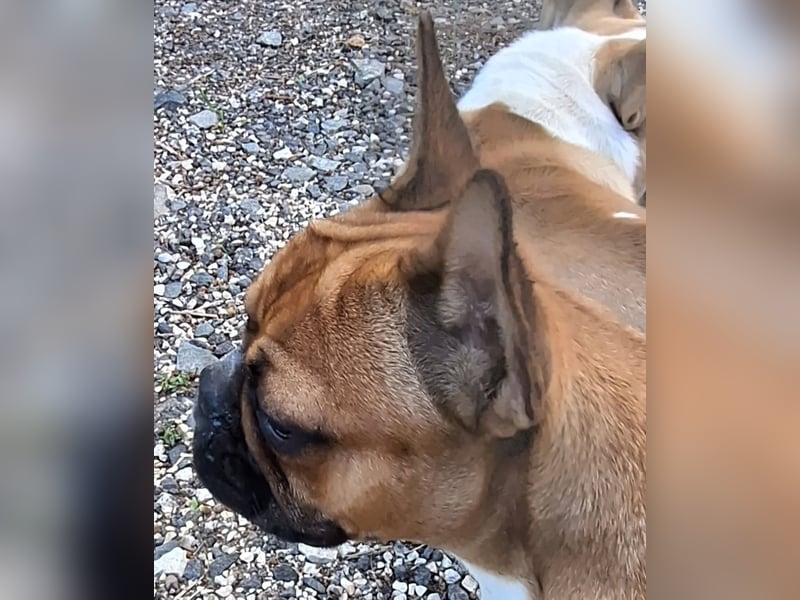 Französische Bulldogge reinrassig FCI (körperlich/genetisch getestet)