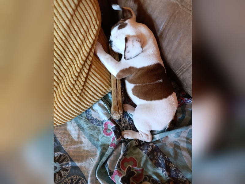 Französische Bulldogge reinrassig FCI (körperlich/genetisch getestet)