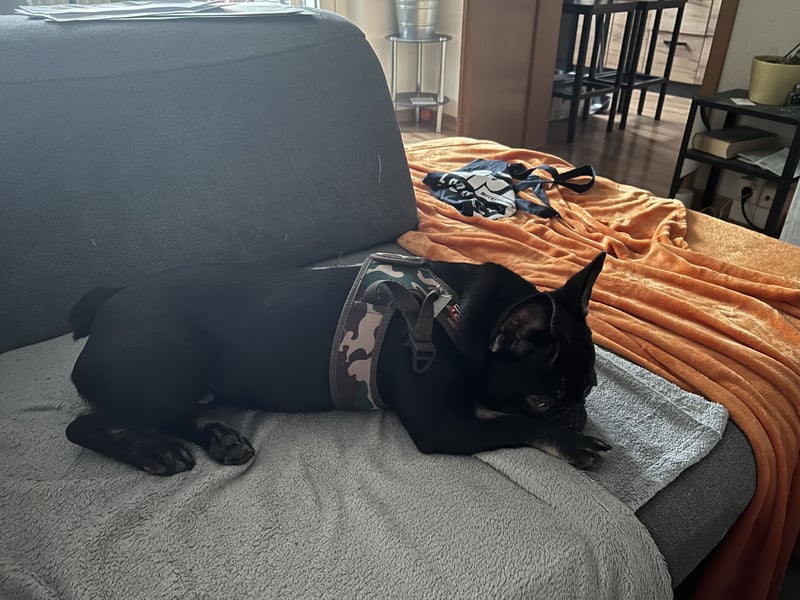 French Bully Junghund