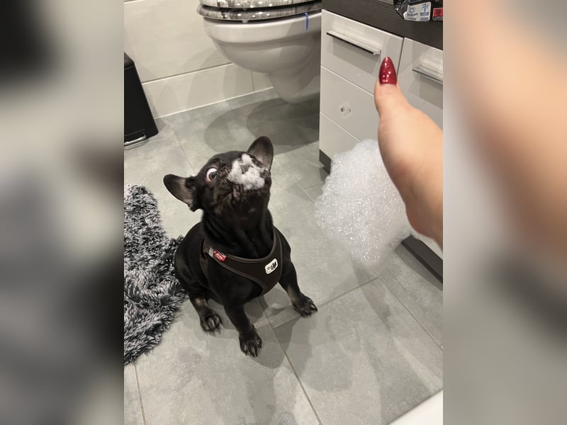 French Bully Junghund