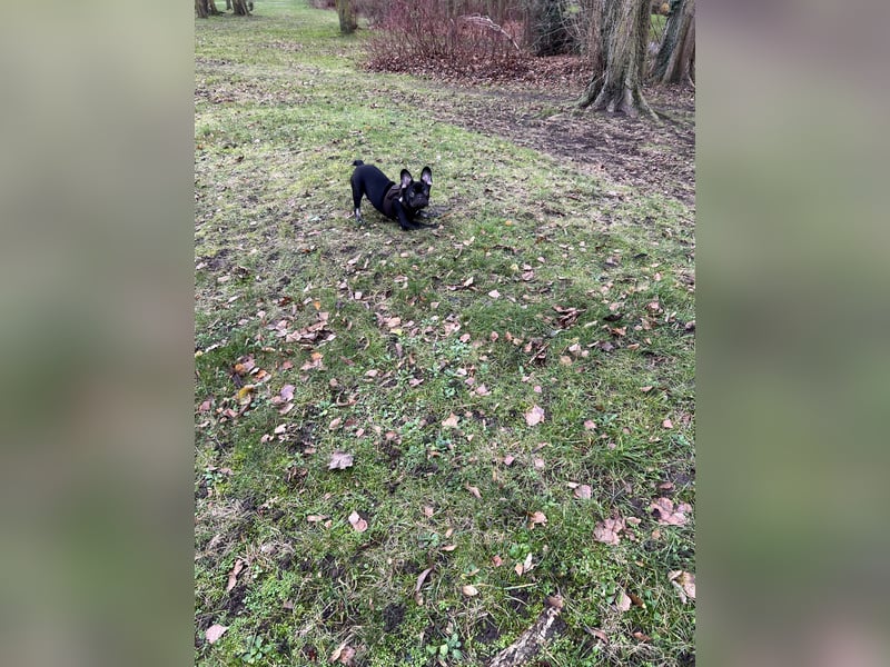 French Bully Junghund
