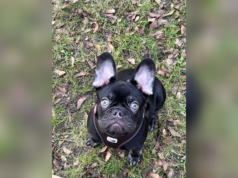 French Bully Junghund