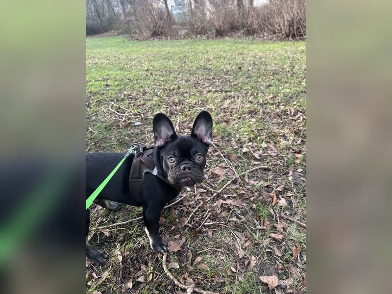 French Bully Junghund
