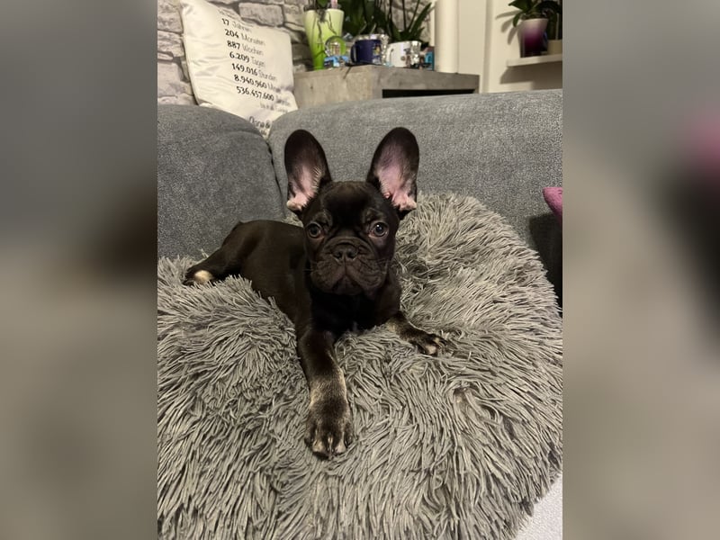French Bully Junghund