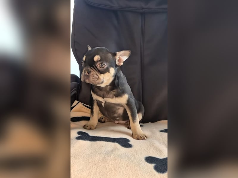 Französische Bulldoggen