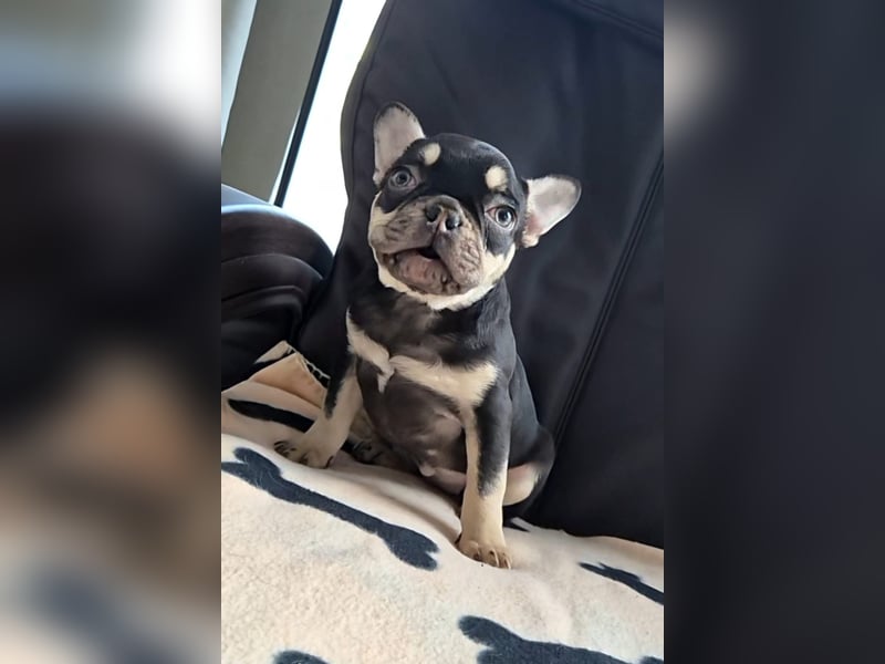 Französische Bulldoggen