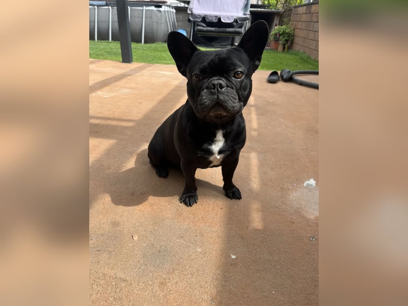 Deckrüde - Französische Bulldogge mit Ahnenpass