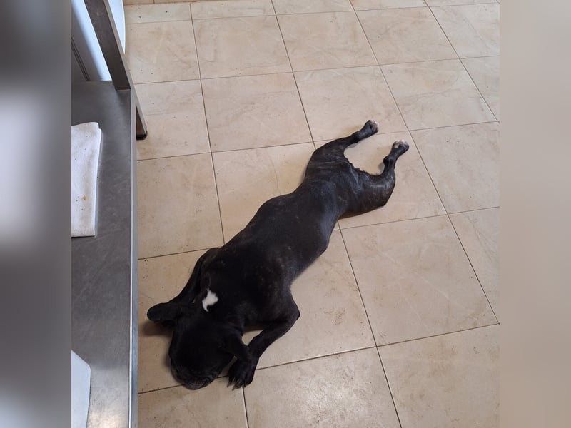 COCO