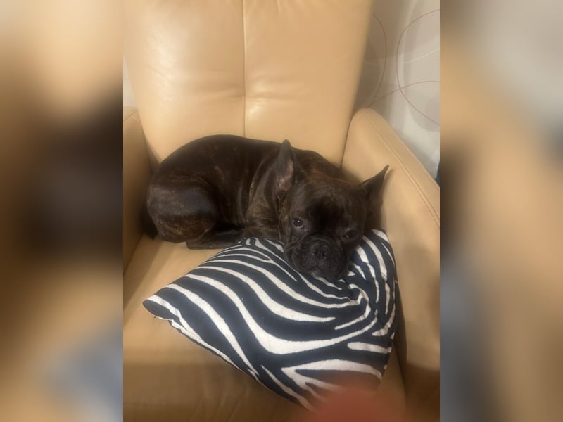 Französische Bulldogge