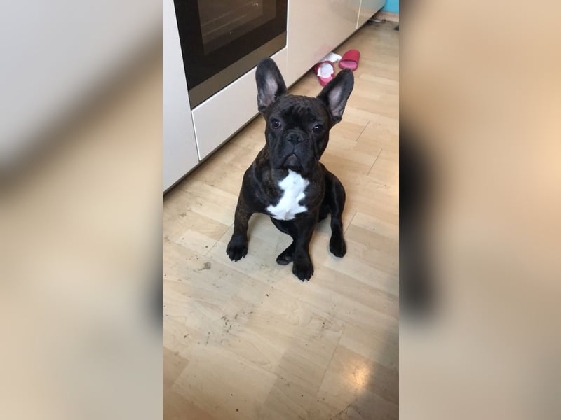 Französische Bulldogge