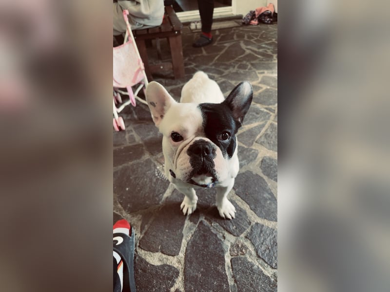 Twoface sucht dringend ein neues zuhause