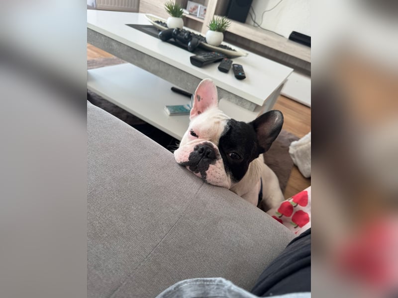 Twoface sucht ein Zuhause