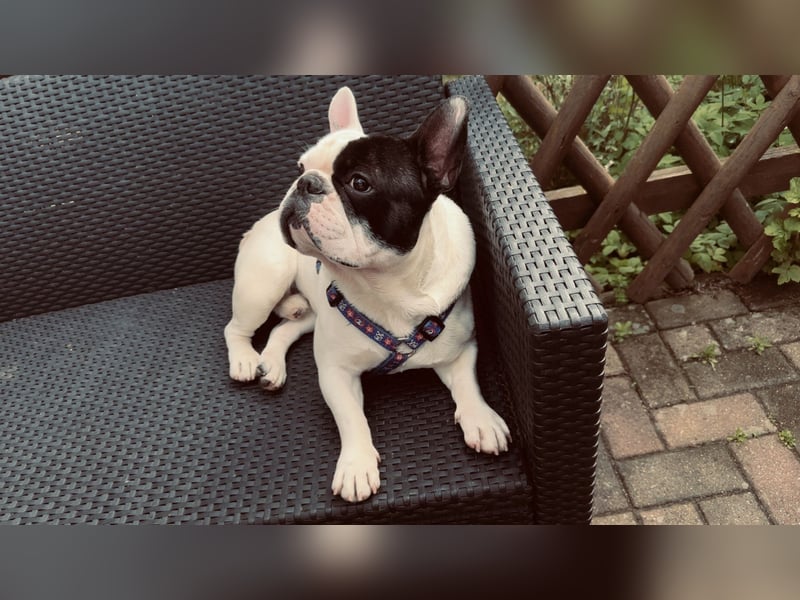 Twoface sucht dringend ein neues zuhause