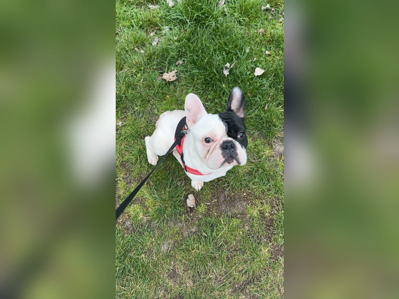 Twoface sucht dringend ein neues zuhause