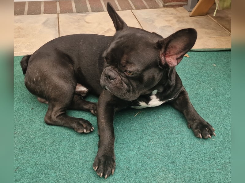 Reinrassiger Französische Bulldogge Rüde