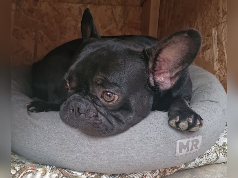 Reinrassiger Französische Bulldogge Rüde