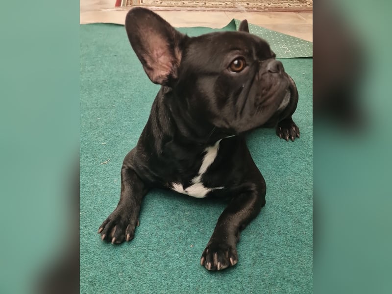 Reinrassiger Französische Bulldogge Rüde