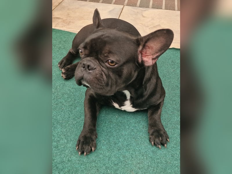 Reinrassiger Französische Bulldogge Rüde